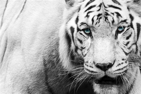 black and white tiger face|white tiger black background.